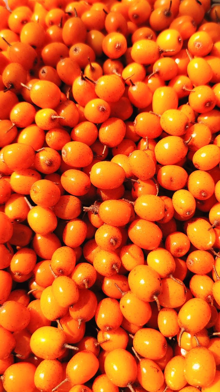 Sea Buckthorn Extract