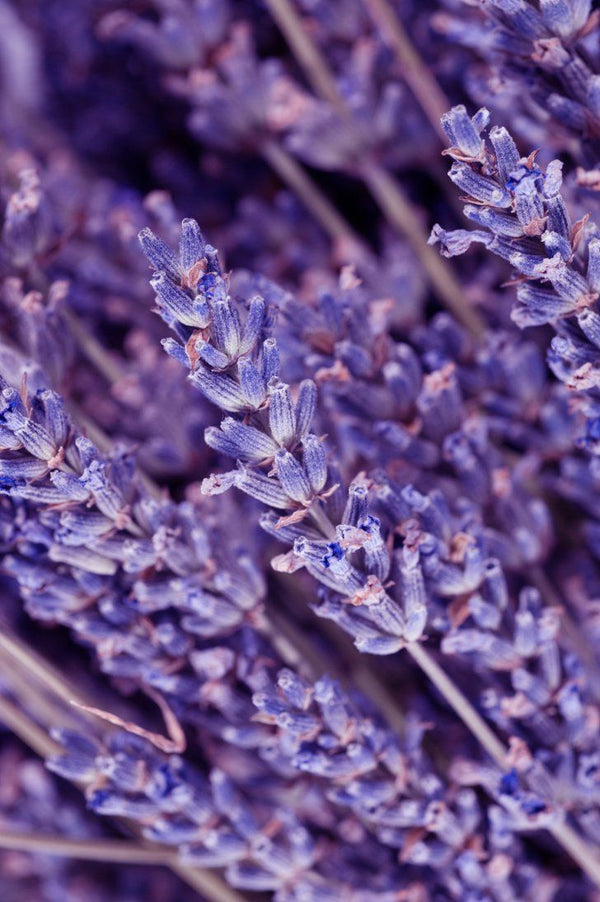 Lavender Essential Oil
