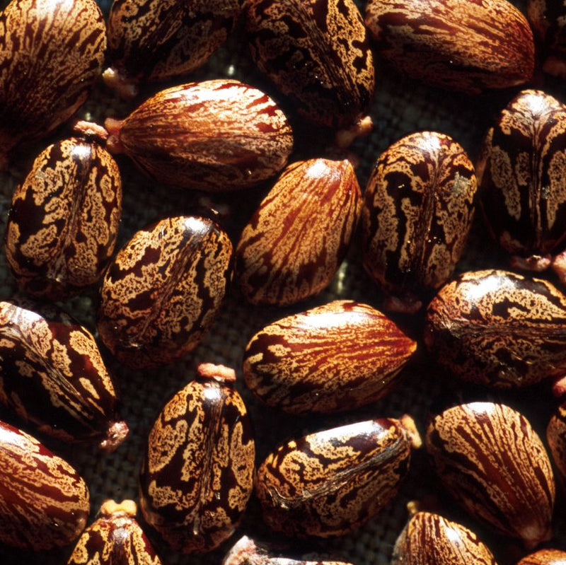 Castor Oil