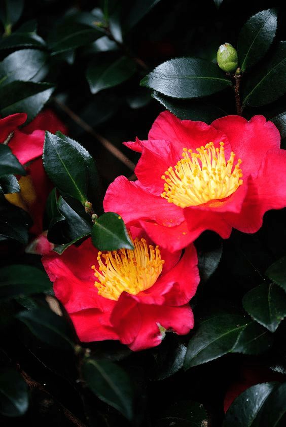 Camellia Oil