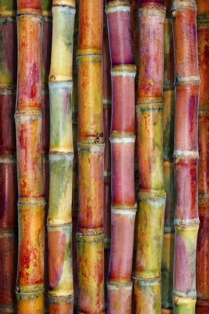 Sugarcane-Derived Squalane