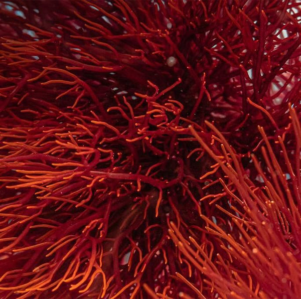 Astaxanthin